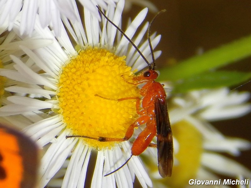 Hymenoptera del Parco del Ticino